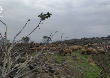 تراجع في الزراعة بريف حمص الشمالي: جفاف وغلاء مستلزمات