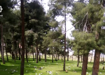 غابات مدخل حمص الجنوبي: بين الشكاوى والتعديات