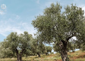 موسم كارثي للزيتون السوري.. تراجع الإنتاج للنصف والفاقد بمئات الآلاف