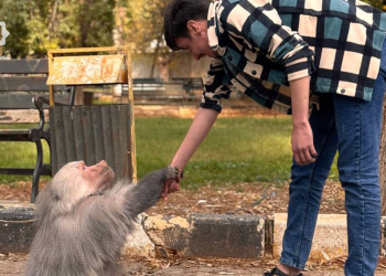 “القرد سعيد”.. ورمزيته في الذاكرة الحلبية