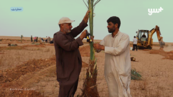زراعة النخيل في دير الزور