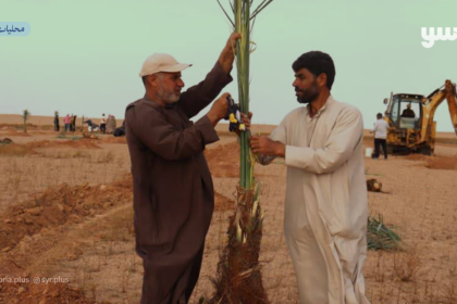 زراعة النخيل في دير الزور